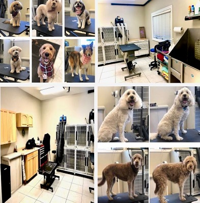Groom with us! -  Professional Grooming Center in the new North Shore Pet Care Campus